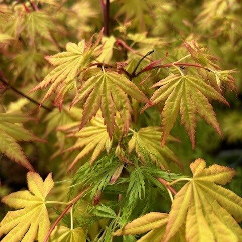 SEASONAL PLANTS