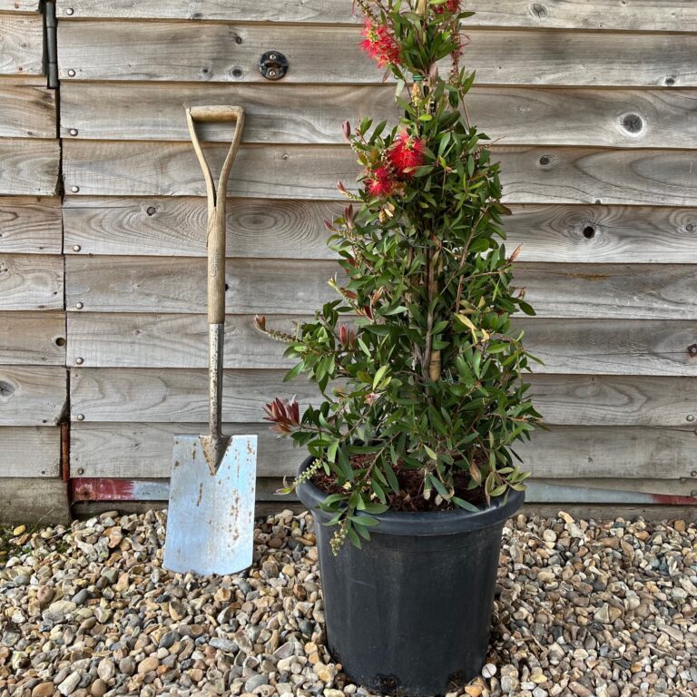 CALLISTEMON Red Rocket Greenhill Plants