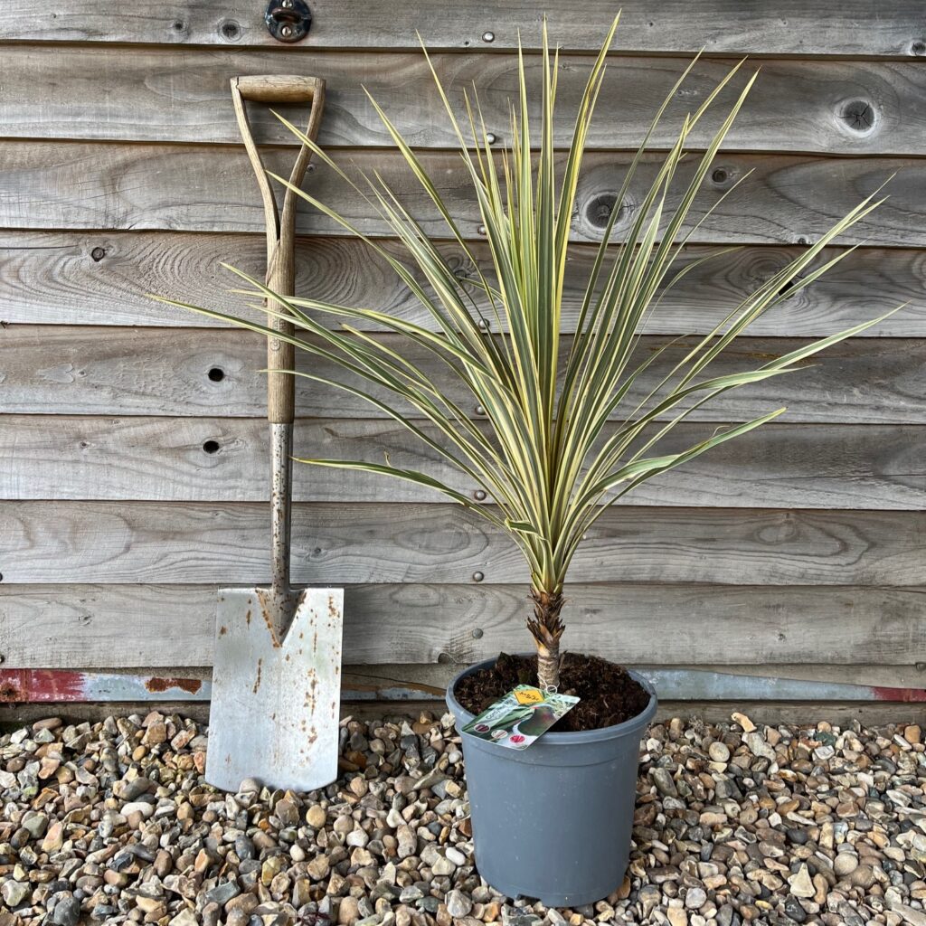 CORDYLINE YELLOW Greenhill Plants