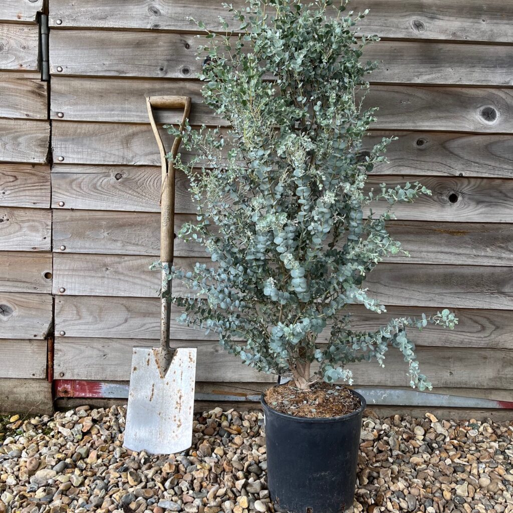 EUCALYPTUS GUNNI Greenhill Plants