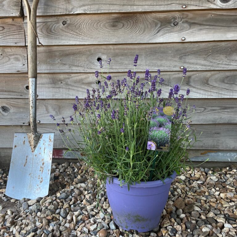 LAVENDER ANGUSTIFOLIA Greenhill Plants