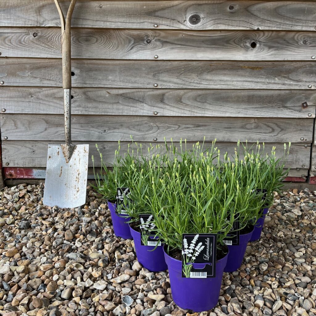 LAVENDER ALBA Greenhill Plants