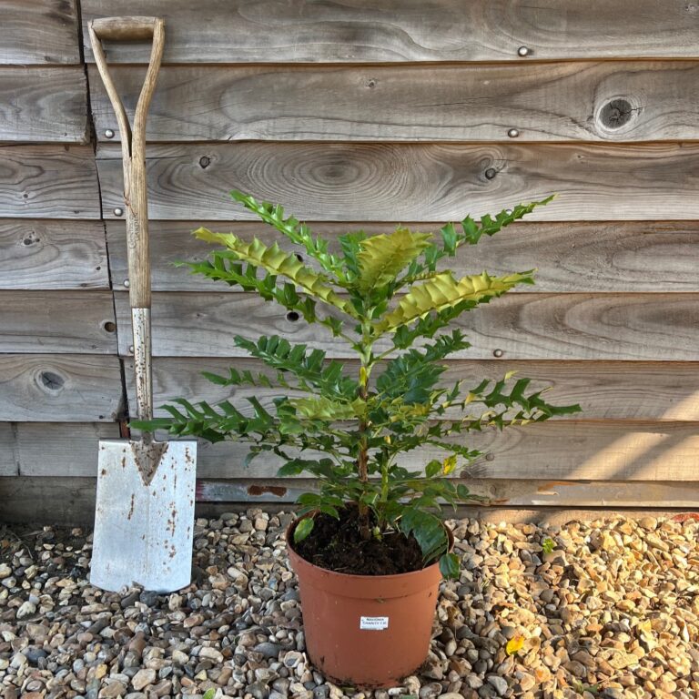 Mahonia Charity Greenhill Plants