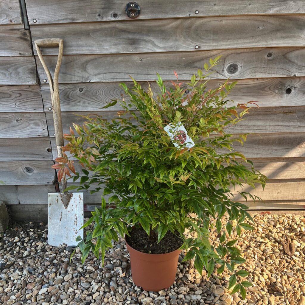 Nandina Golf Stream - Greenhill Plants